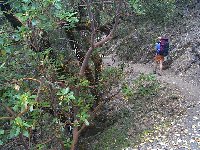 Madrone Tree